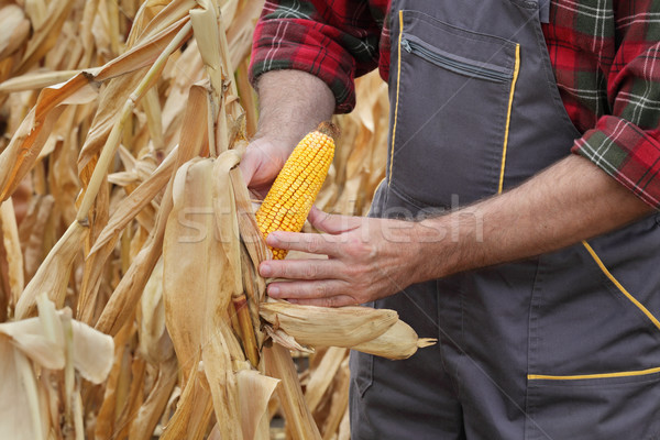 Stock photo: Farmer examining corn crop in field