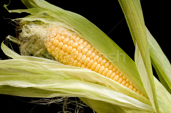 Corn Stock photo © simazoran