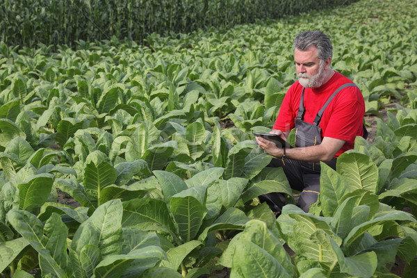 Agricultor tutun câmp plantă verde industrie Imagine de stoc © simazoran