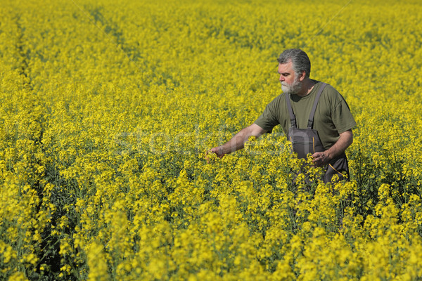 Farmer examining blossoming rapeseed field Stock photo © simazoran