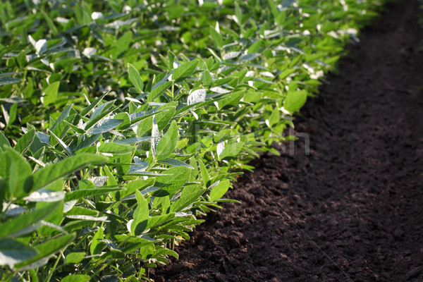 Green cultivated soybean field in late spring Stock photo © simazoran