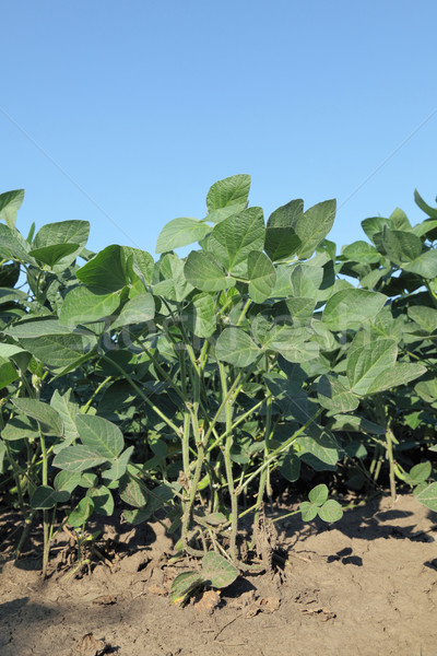 Stock photo: Agriculture, soy plant