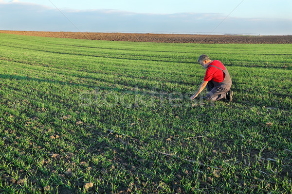 Agriculture, farmer examine wheat field Stock photo © simazoran
