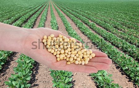 Soy bean concept, hands with soy bean crop and fields Stock photo © simazoran