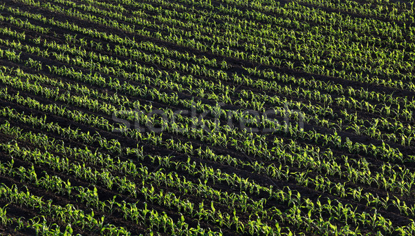 Green corn plants in field Stock photo © simazoran