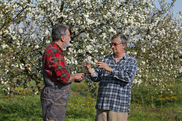 [[stock_photo]]: Agriculteur · floraison · cerise · verger · floraison · arbres