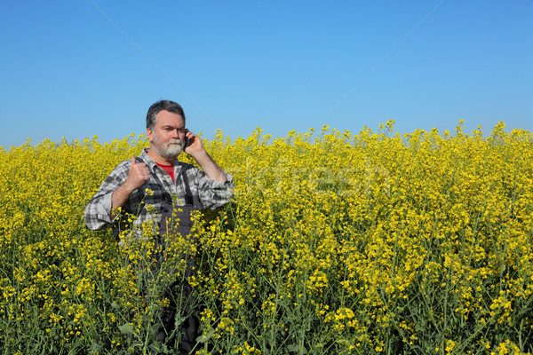 Farmer examine blossoming rapeseed field Stock photo © simazoran