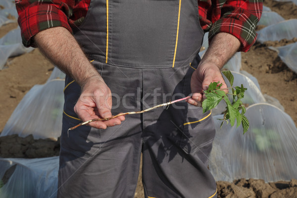 Chwastów arbuz melon dziedzinie rolnik Zdjęcia stock © simazoran