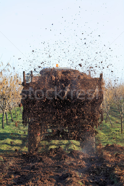 Stockfoto: Landbouw · koe · trekker · parcours · hazelnoot · boomgaard