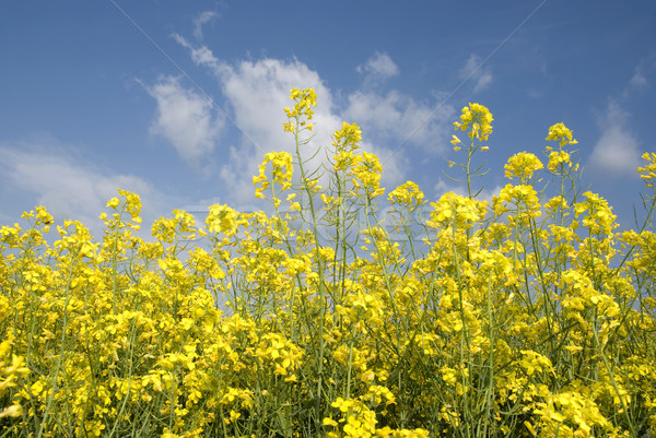 Colorful oil rape in field with blue sky and clouds  Stock photo © simazoran