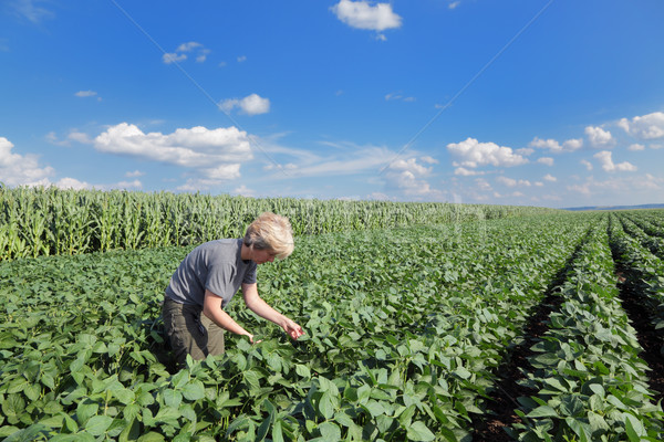 Agrártudomány női mezőgazdasági szakértő minőség szója Stock fotó © simazoran