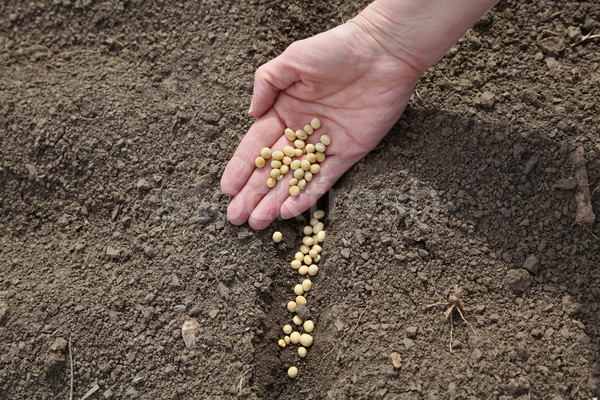 Mezőgazdaság szója bab vetés emberi kéz tart Stock fotó © simazoran