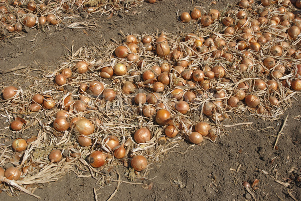 Foto stock: Cebola · campo · colheita · jardim · vermelho