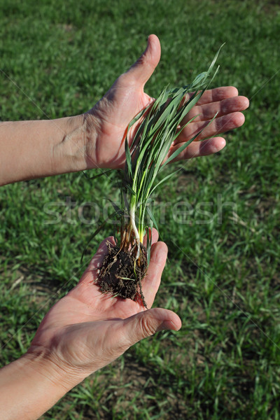 Agriculture, farmer examine wheat plant in field Stock photo © simazoran