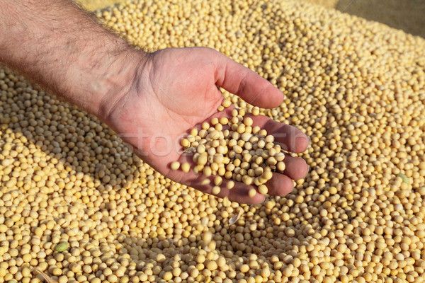 Soybean harvest Stock photo © simazoran