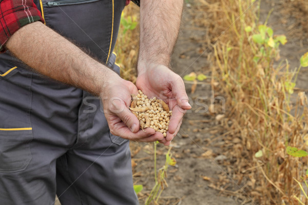 Landbouwer onderzoeken sojasaus boon gewas veld Stockfoto © simazoran