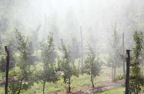 Irrigation gouttes d'eau verger de pommiers chaud été jour [[stock_photo]] © simazoran