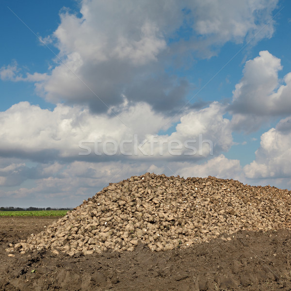 Agriculture, sugar beet, root harvesting in field Stock photo © simazoran