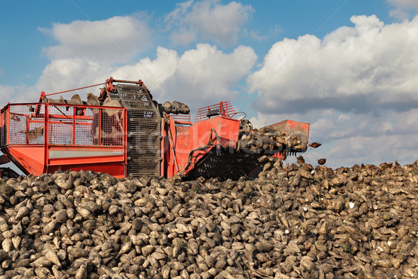 Agriculture, sugar beet, root harvesting in field Stock photo © simazoran