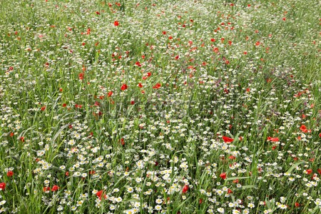 Zdjęcia stock: Wiosennych · kwiatów · łące · czerwony · białe · kwiaty · zielona · trawa · wiosną