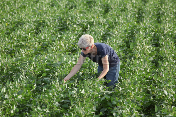 Farmer examining soy bean plants field Stock photo © simazoran