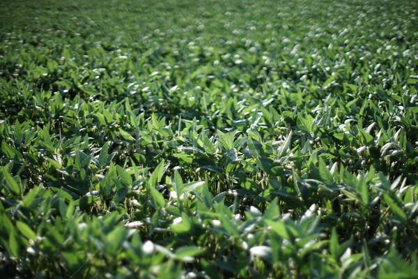 Green soybean plants in field Stock photo © simazoran