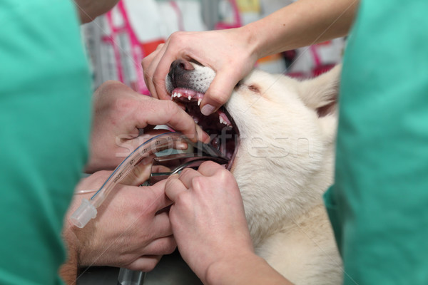 Veterinary Stock photo © simazoran