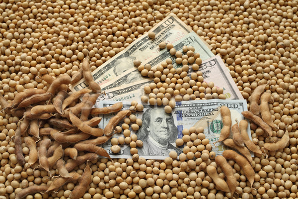 Agricultural concept, soybean and money Stock photo © simazoran