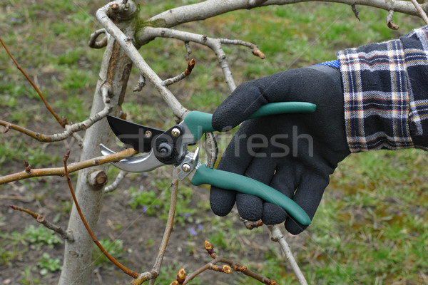 Agriculture, tree pruning in orchard Stock photo © simazoran