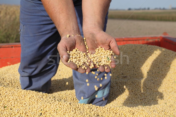 Mezőgazdaság kezek paraszt tart szója bab Stock fotó © simazoran