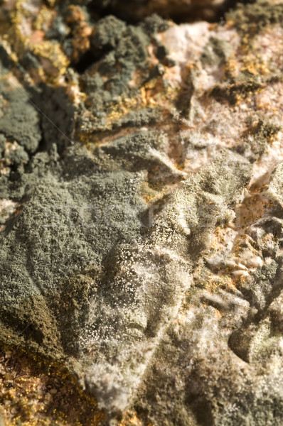 Extreme natuur groene brood Stockfoto © simazoran