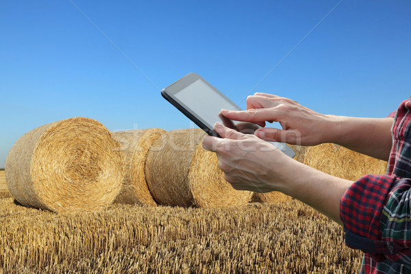 Farmer examining wheat field after harvest using tablet Stock photo © simazoran