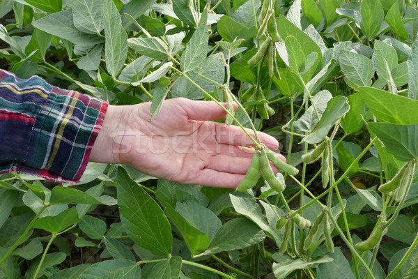 Farmer examining soy bean plants field, closeup of hand Stock photo © simazoran