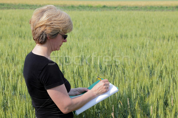 Agronomie Landwirtschaft Experte Qualität Weizen Frühling Stock foto © simazoran