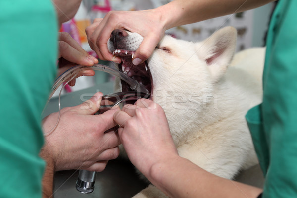 Veterinar animal chirurgie anestezie respiratie circuit Imagine de stoc © simazoran