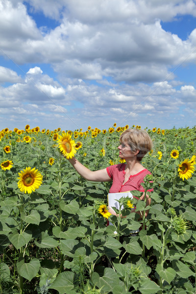 Stock foto: Landwirtschaft · Agronomie · Landwirtschaft · Experte · Qualität · Sonnenblumen