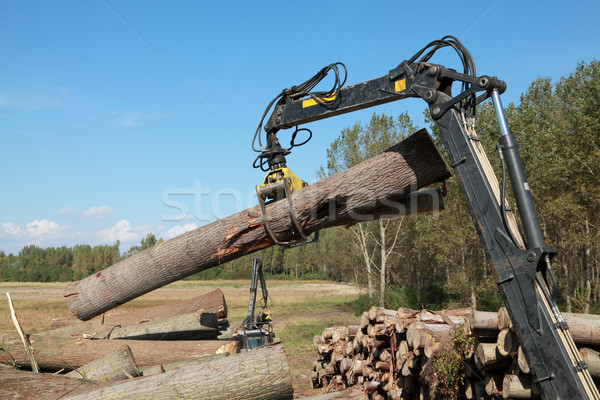 Stockfoto: Hout · kraan · boom · bos · bomen · groene