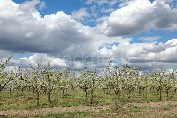 Landwirtschaft Pflaume Obstgarten Blüte Frühling Himmel Stock foto © simazoran