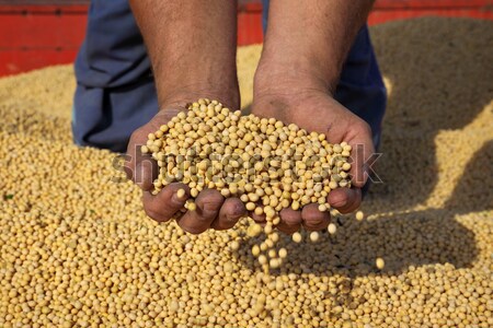 Harvest Stock photo © simazoran