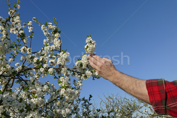 Farmer or agronomist touching blossoming cherry branch Stock photo © simazoran