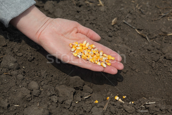 Mezőgazdaság kukorica vetés emberi kéz tart mag Stock fotó © simazoran