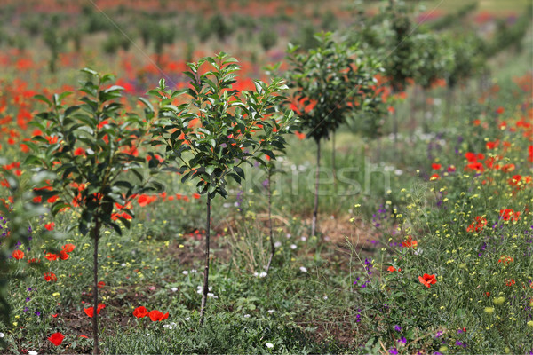Nieuwe kers boomgaard laat voorjaar onlangs Stockfoto © simazoran
