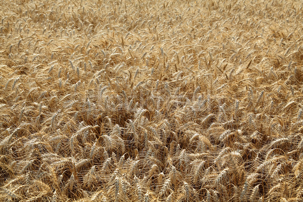 農業 麦畑 準備 収穫 早い ストックフォト © simazoran