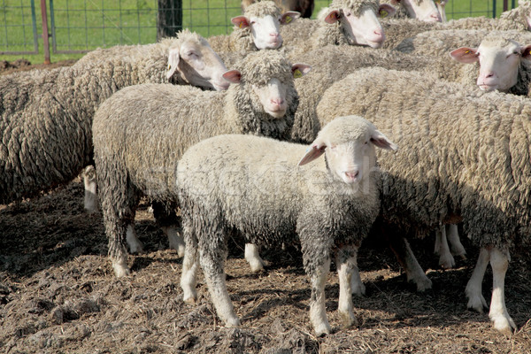 Bauernhof Szene Herde Schafe jungen alten Stock foto © simazoran