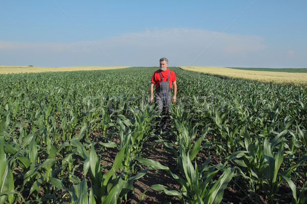 Agricultural scene, farmer in corn field Stock photo © simazoran