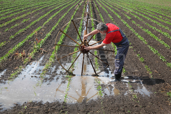 Agricultural scene, farmer in paprika field with watering system Stock photo © simazoran