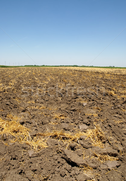 Eke föld nyár aratás búza égbolt Stock fotó © simazoran