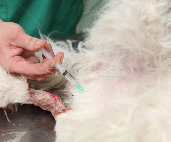 Veterinaria veterinario chirurgia iniezione cane Foto d'archivio © simazoran