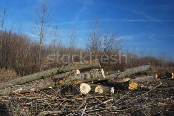 Madeira serrada indústria madeira floresta inverno azul Foto stock © simazoran