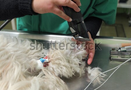 Veteriner gözkapağı cerrahi genç göz kan Stok fotoğraf © simazoran